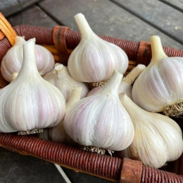 Garlic