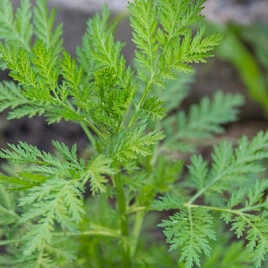Artemisia